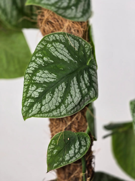 Monstera dubia