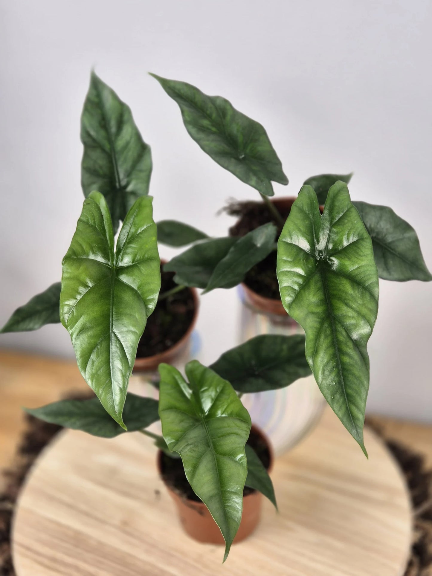 Alocasia Simpo