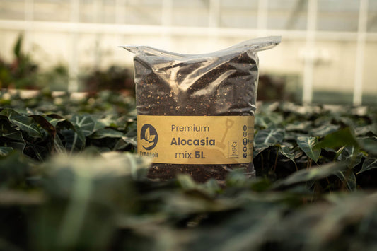 Alocasia Mix