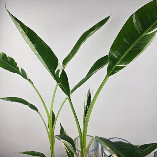 Musa 'Florida Variegata'