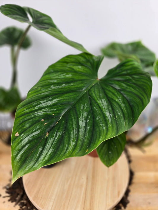 Philodendron plowmanii