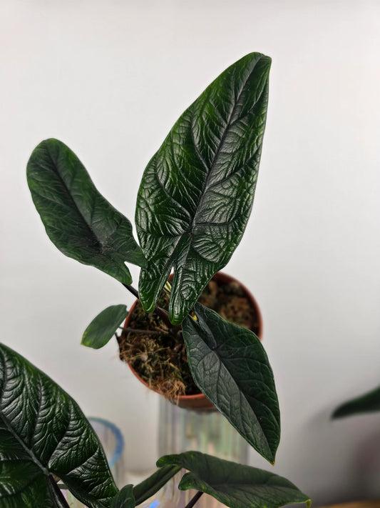 Alocasia Scalprum