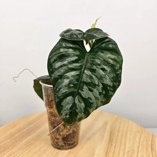 Philodendron Brandtianum 'Wild Form' (RC)