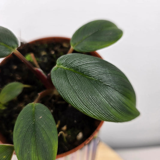 Homalomena wallisii 'Red Sumatra'