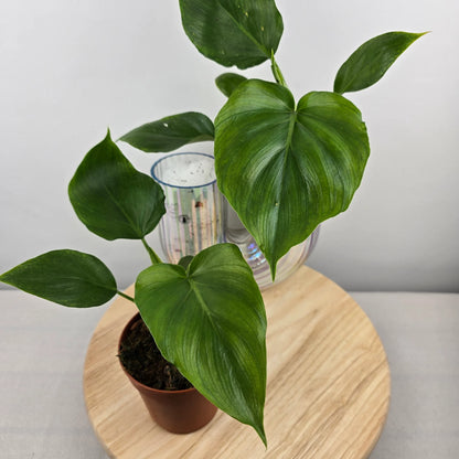 Philodendron warszewiczii