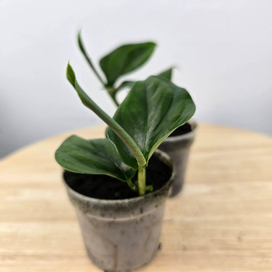 Monstera gambensis