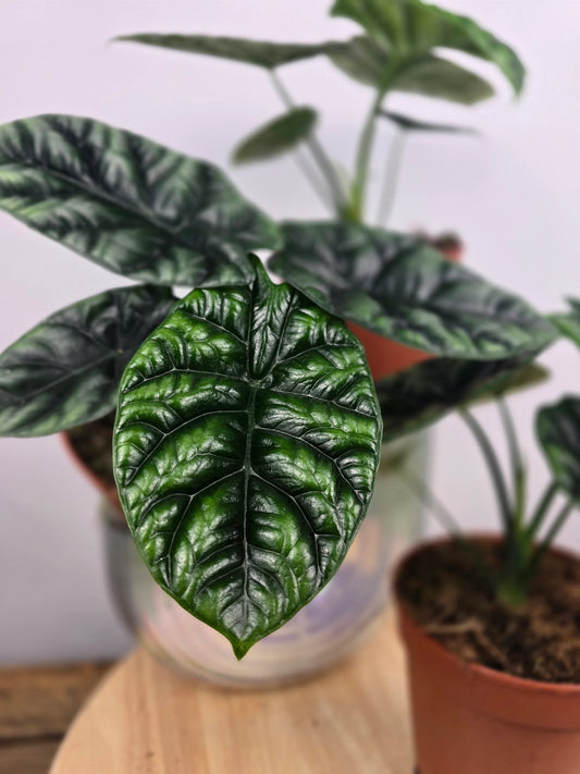 Alocasia Sinuata