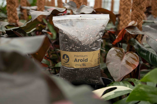 Aroid Mix
