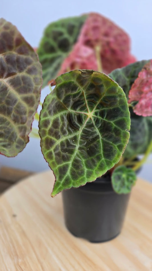 Begonia goegoensis