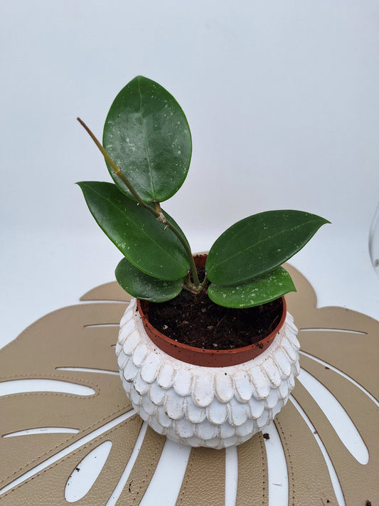 Hoya Parasitica 'Splash'