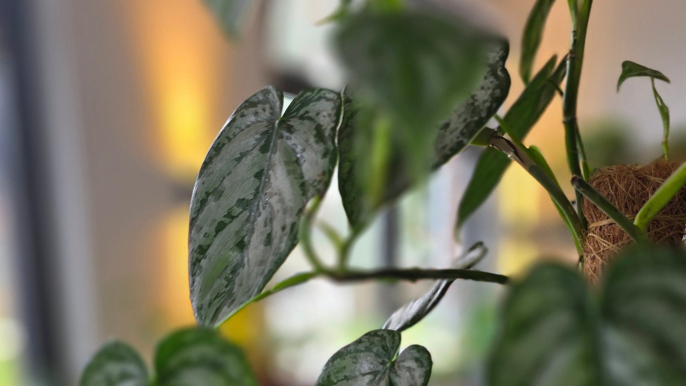 Philodendron Brandtianum