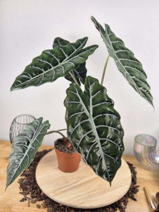 Alocasia chantrieri