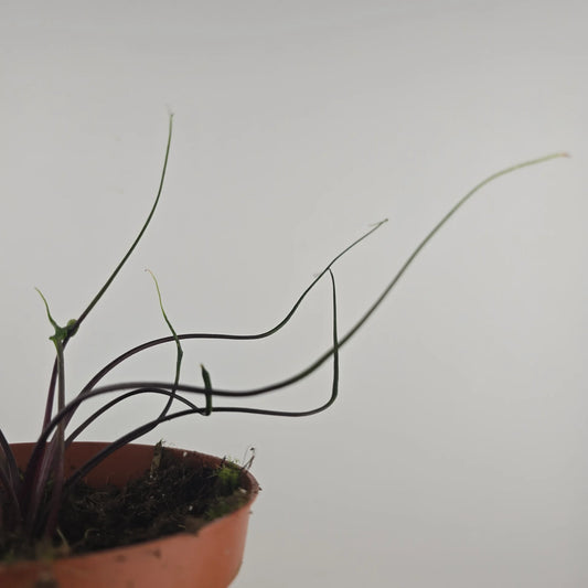 Alocasia plumbea 'Flying Squid'