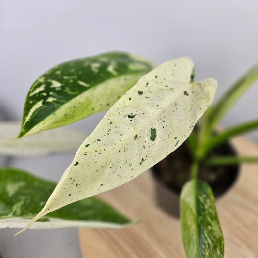 Philodendron 'Jose Buono'
