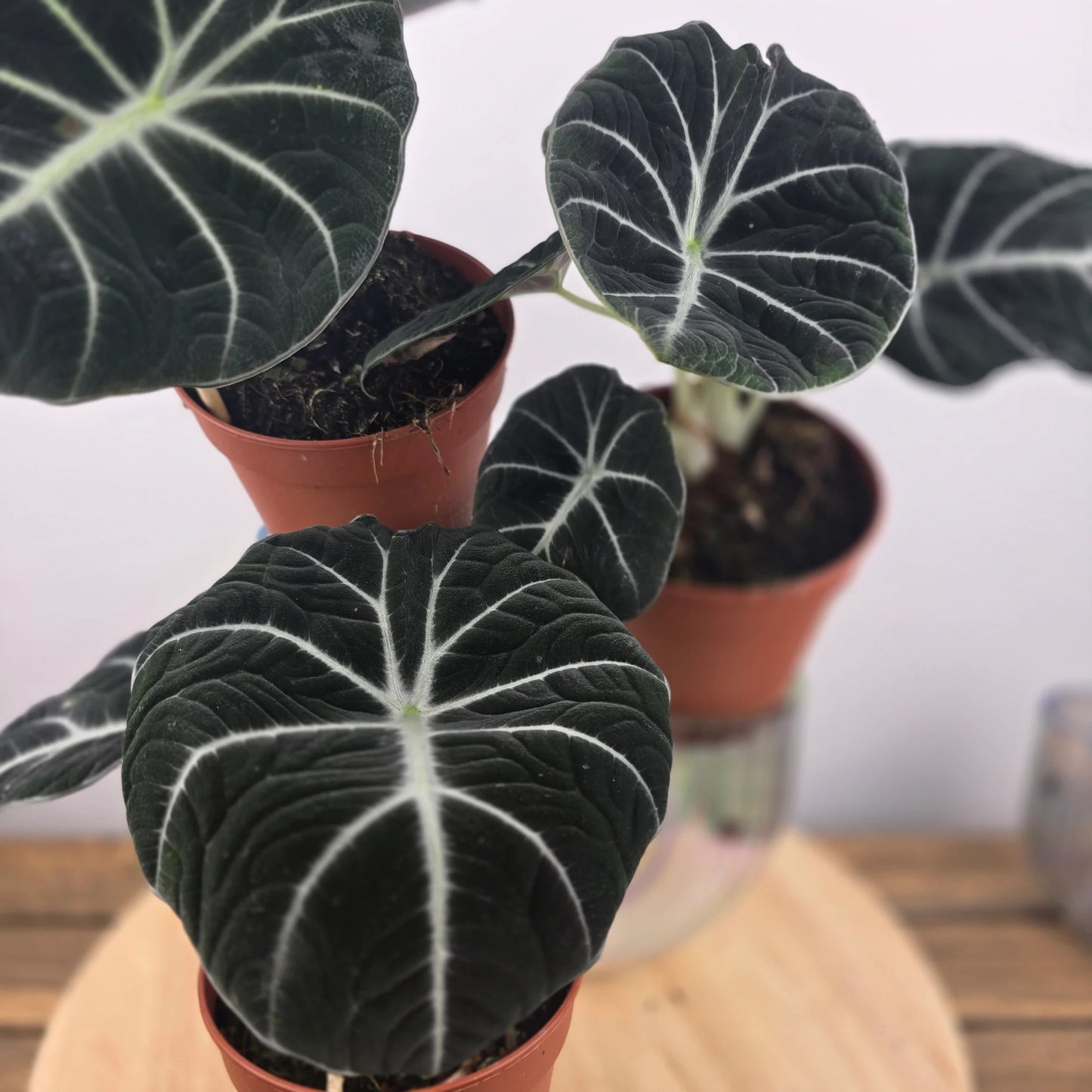 Alocasia 'Black Velvet'
