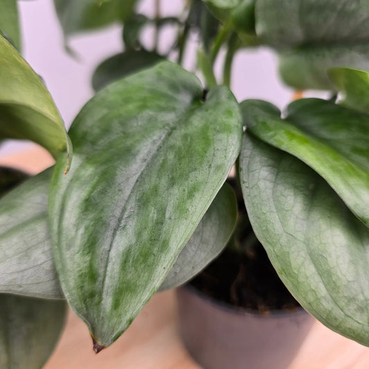 Scindapsus 'Silver Tattoo'
