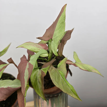 Syngonium Orm Nagpum Variegata