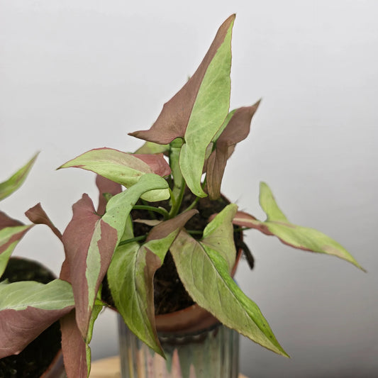 Syngonium Orm Nagpum Variegata