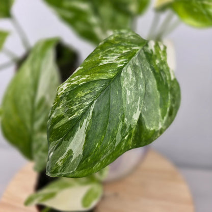 Monstera lechleriana 'Variegata'
