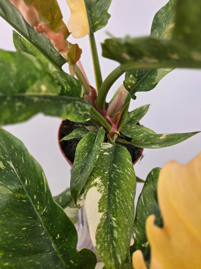 Philodendron 'Ring of Fire'