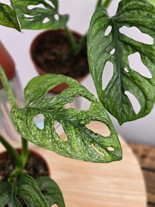 Monstera adansonii Mint