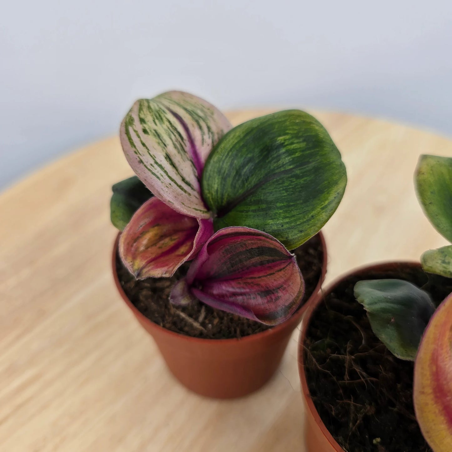Geogenanthus ciliatus 'Aura Flame'