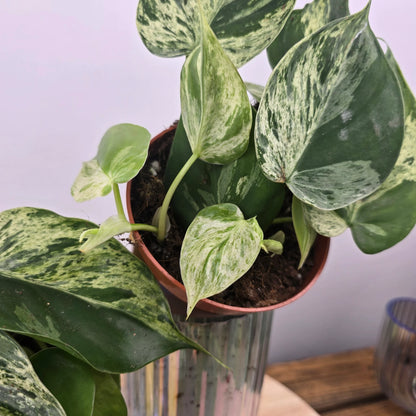 Philodendron hederaceum oxycardium 'Variegata'
