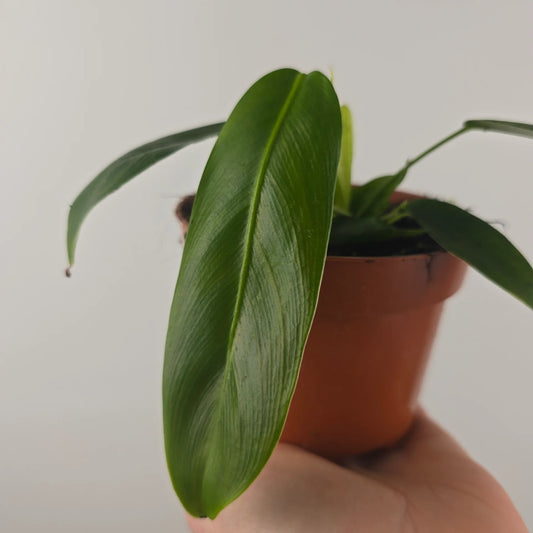 Philodendron patriciae