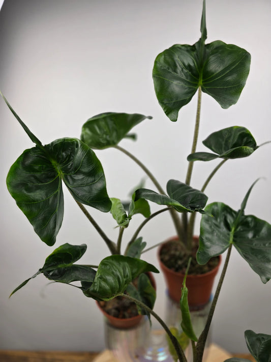 Alocasia Stingray