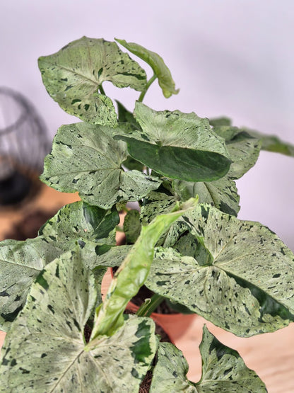 Syngonium 'Green Splash'