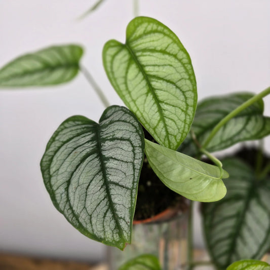 Monstera siltepecana 'El Salvador'