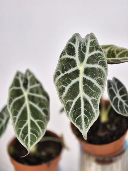Alocasia Watsoniana 'Lightning'