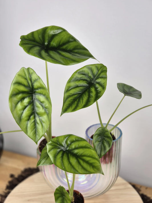 Alocasia clypeolata 'Green Shield'