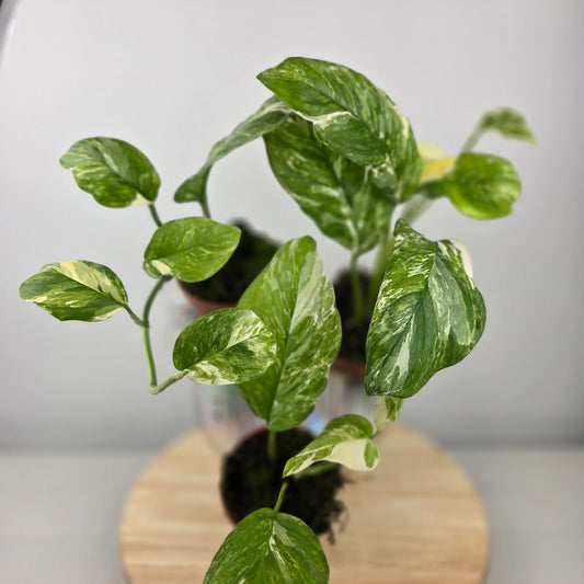 Monstera lechleriana 'Variegata'