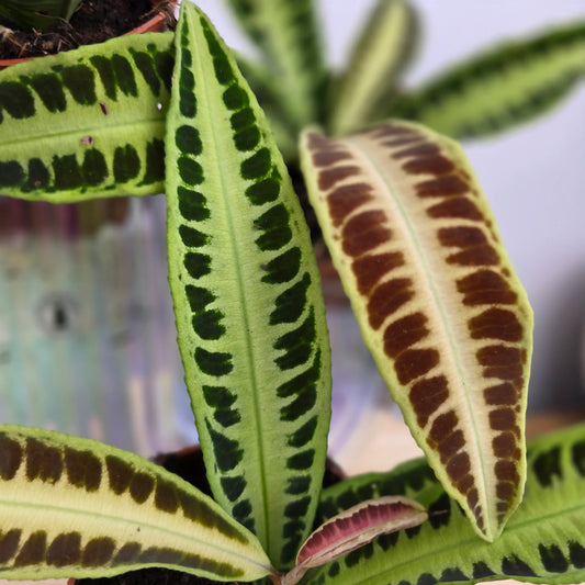 Labisia 'Jambi'