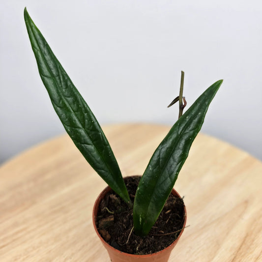 Hoya sulawesiana