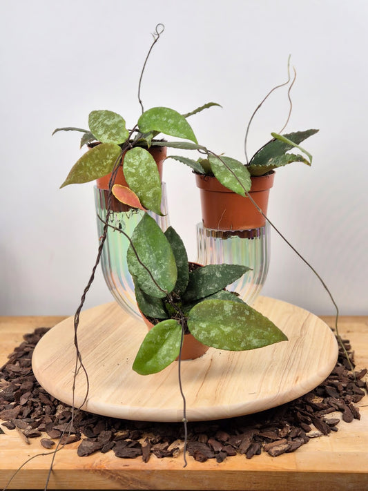 Hoya Caudata (Sumatra)