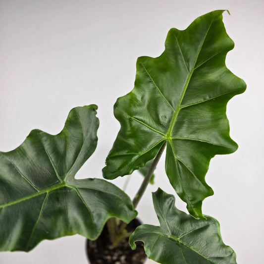 Alocasia 'Golden Dragon'