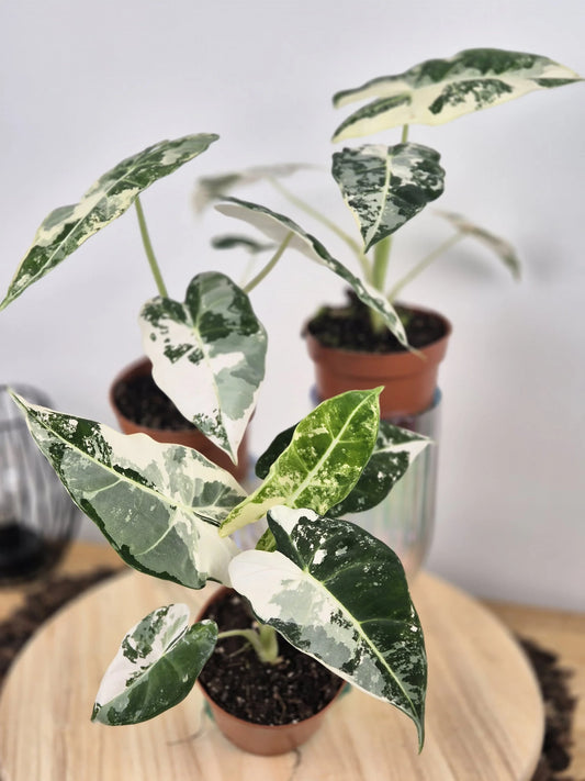 Alocasia Micholitziana 'Frydek variegata'
