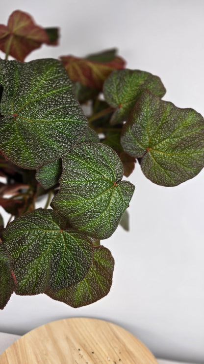 Begonia 'Boomer'