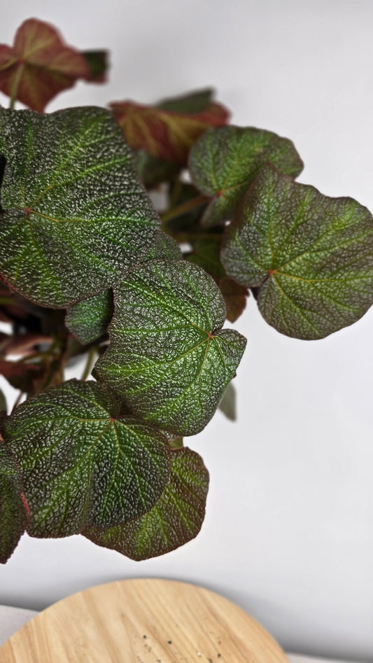 Begonia 'Boomer'