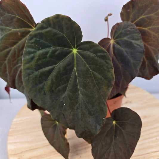 Begonia pavonina