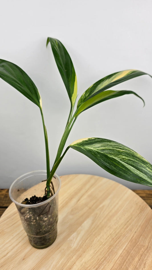 Epipremnum Amplissimum variegata