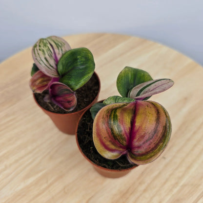 Geogenanthus ciliatus 'Aura Flame'