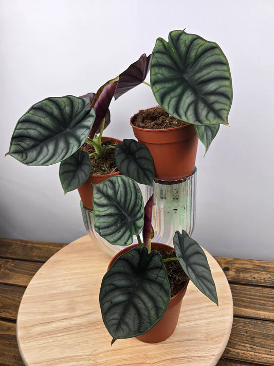 Alocasia nebula