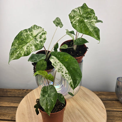 Alocasia odora 'Batik Variegata'