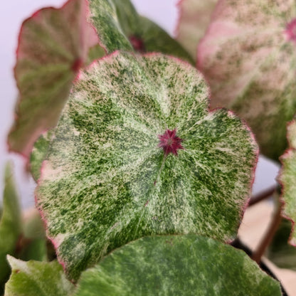 Begonia 'Rouge Variegata'