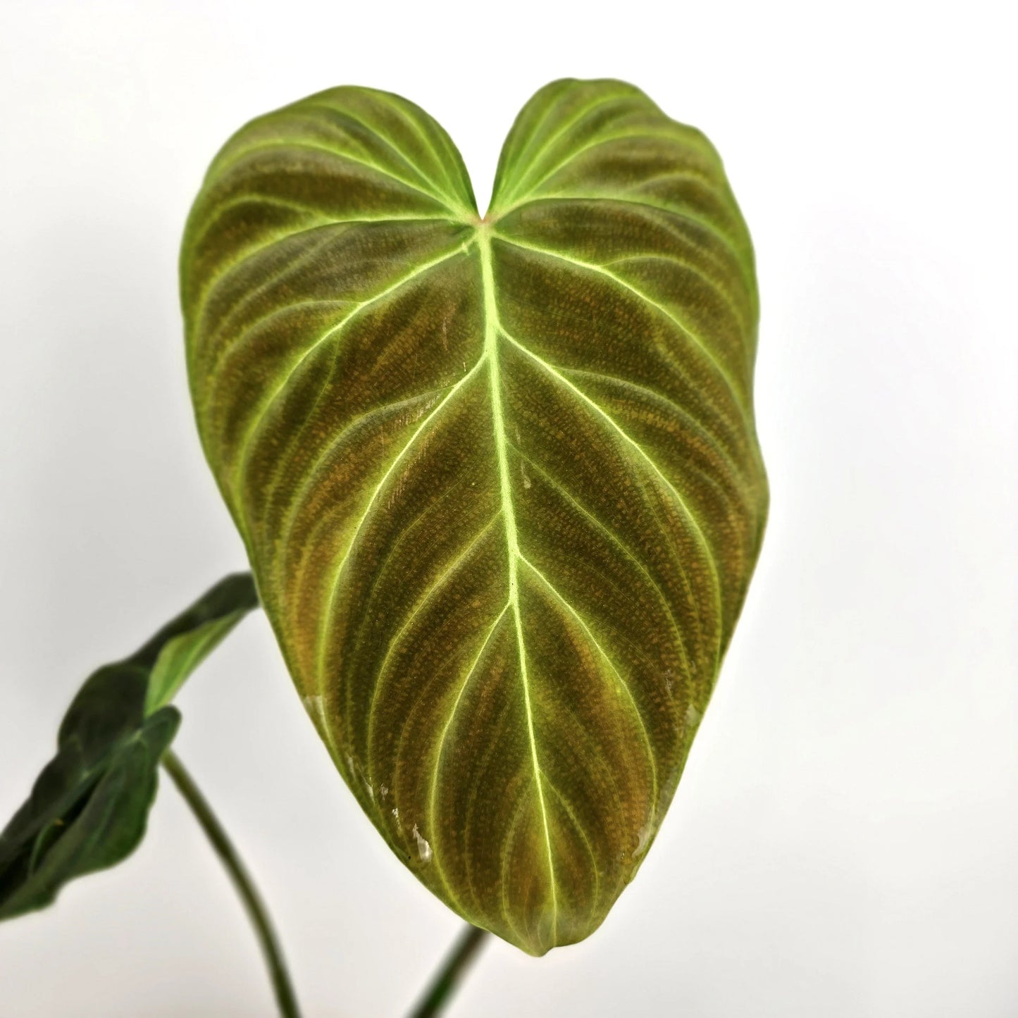 Philodendron 'Splendid'