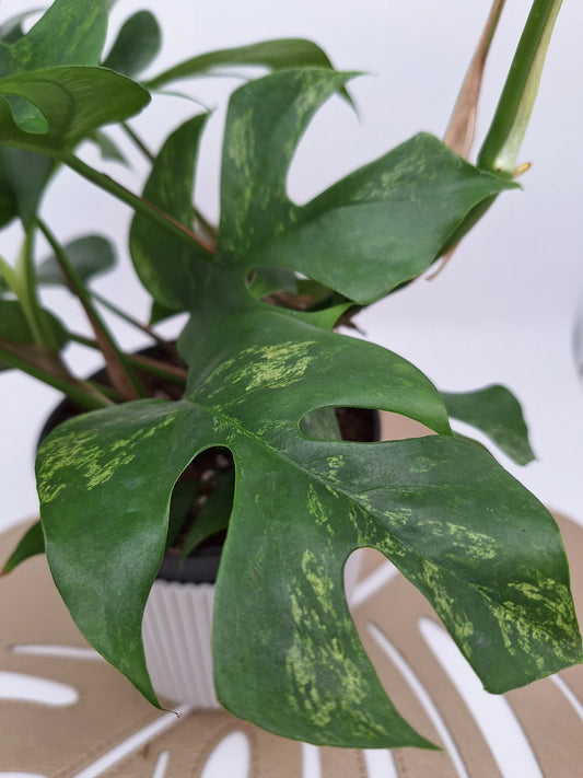Rhaphidophora tetrasperma 'mint variegata'