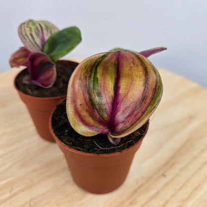Geogenanthus ciliatus 'Aura Flame'